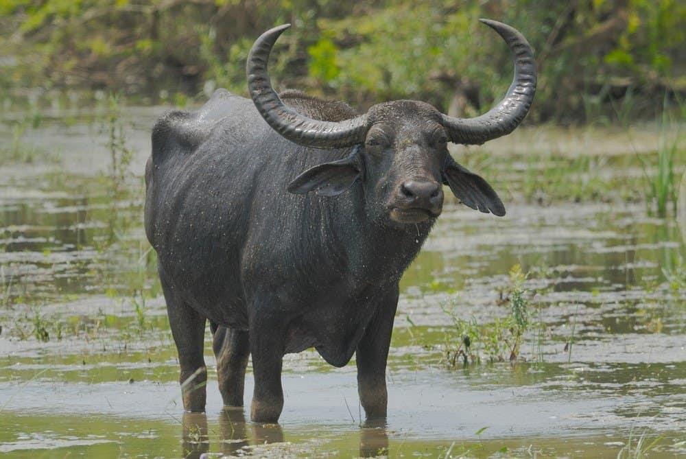 water buffalo